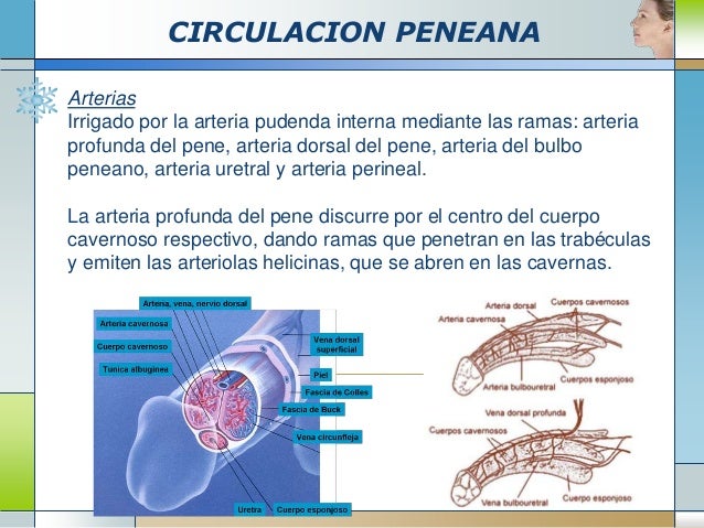 Circulacion urogenital