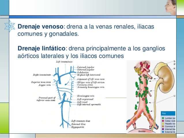 Circulacion urogenital