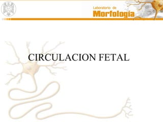 CIRCULACION FETAL
 
