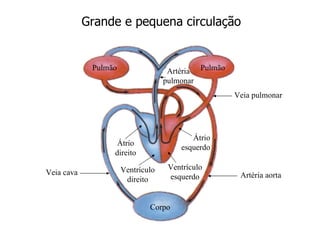 Grande e pequena circulação


             Pulmão                 Artéria Pulmão
                                   pulmonar
                                                     Veia pulmonar




                                          Átrio
                   Átrio
                                       esquerdo
                  direito

                      Ventrículo    Ventrículo
Veia cava                                             Artéria aorta
                       direito      esquerdo


                              Corpo
 