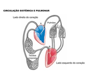 CIRCULAÇÃO SISTÊMICA E PULMONAR


      Lado direito do coração

                                A   Pulmões




                                     B



                    Tecidos
                   corporais

                                              Lado esquerdo do coração
 