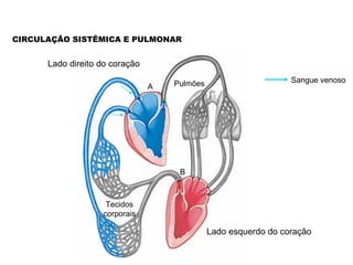 CIRCULAÇÃO SISTÊMICA E PULMONAR


      Lado direito do coração

                                    Pulmões                      Sangue venoso
                                A




                                     B



                    Tecidos
                   corporais

                                              Lado esquerdo do coração
 