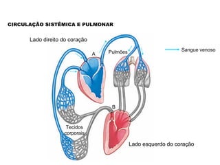 CIRCULAÇÃO SISTÊMICA E PULMONAR


      Lado direito do coração

                                    Pulmões                      Sangue venoso
                                A




                                     B



                    Tecidos
                   corporais

                                              Lado esquerdo do coração
 