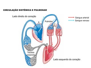 CIRCULAÇÃO SISTÊMICA E PULMONAR


      Lado direito do coração
                                                                 Sangue arterial
                                    Pulmões                      Sangue venoso
                                A




                                     B



                    Tecidos
                   corporais

                                              Lado esquerdo do coração
 