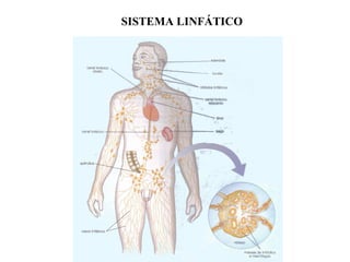 SISTEMA LINFÁTICO
 