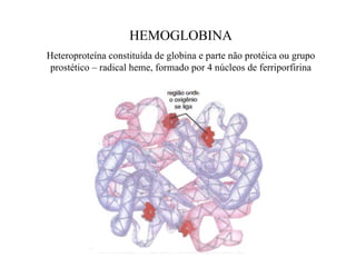 HEMOGLOBINA
Heteroproteína constituída de globina e parte não protéica ou grupo
 prostético – radical heme, formado por 4 núcleos de ferriporfirina
 