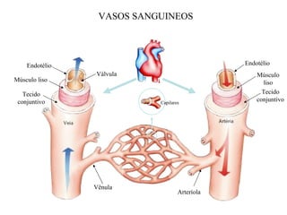 VASOS SANGUINEOS




    Endotélio                                  Endotélio
                Válvula                            Músculo
Músculo liso                                         liso
   Tecido                                            Tecido
 conjuntivo                Capilares
                                                   conjuntivo




                Vênula
                                   Arteríola
 