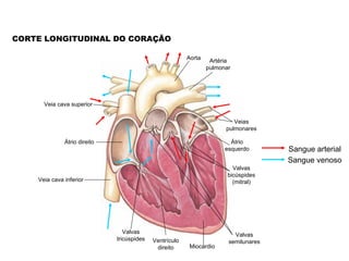 CORTE LONGITUDINAL DO CORAÇÃO

                                                         Aorta    Artéria
                                                                 pulmonar




      Veia cava superior


                                                                          Veias
                                                                       pulmonares

              Átrio direito                                              Átrio
                                                                       esquerdo       Sangue arterial
                                                                                      Sangue venoso
                                                                          Valvas
                                                                        bicúspides
    Veia cava inferior                                                    (mitral)




                                 Valvas                                   Valvas
                              tricúspides   Ventrículo                  semilunares
                                             direito      Miocárdio
 