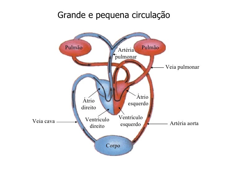 Circulação