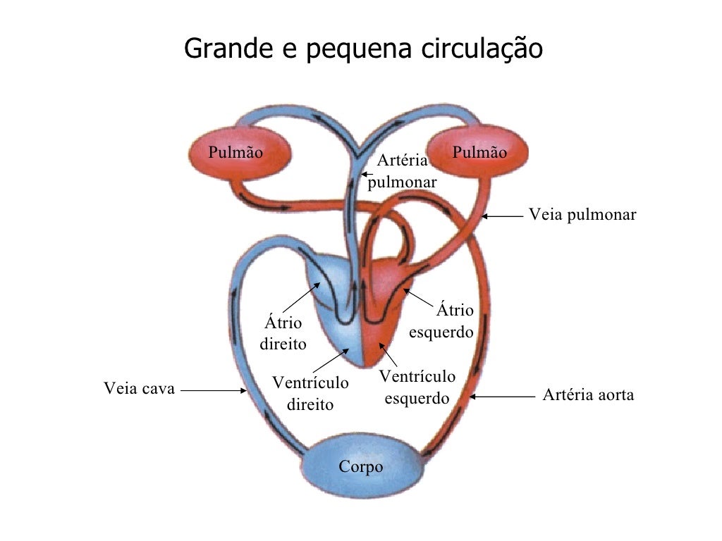 Pequena E Grande Circulação - BINKEDU