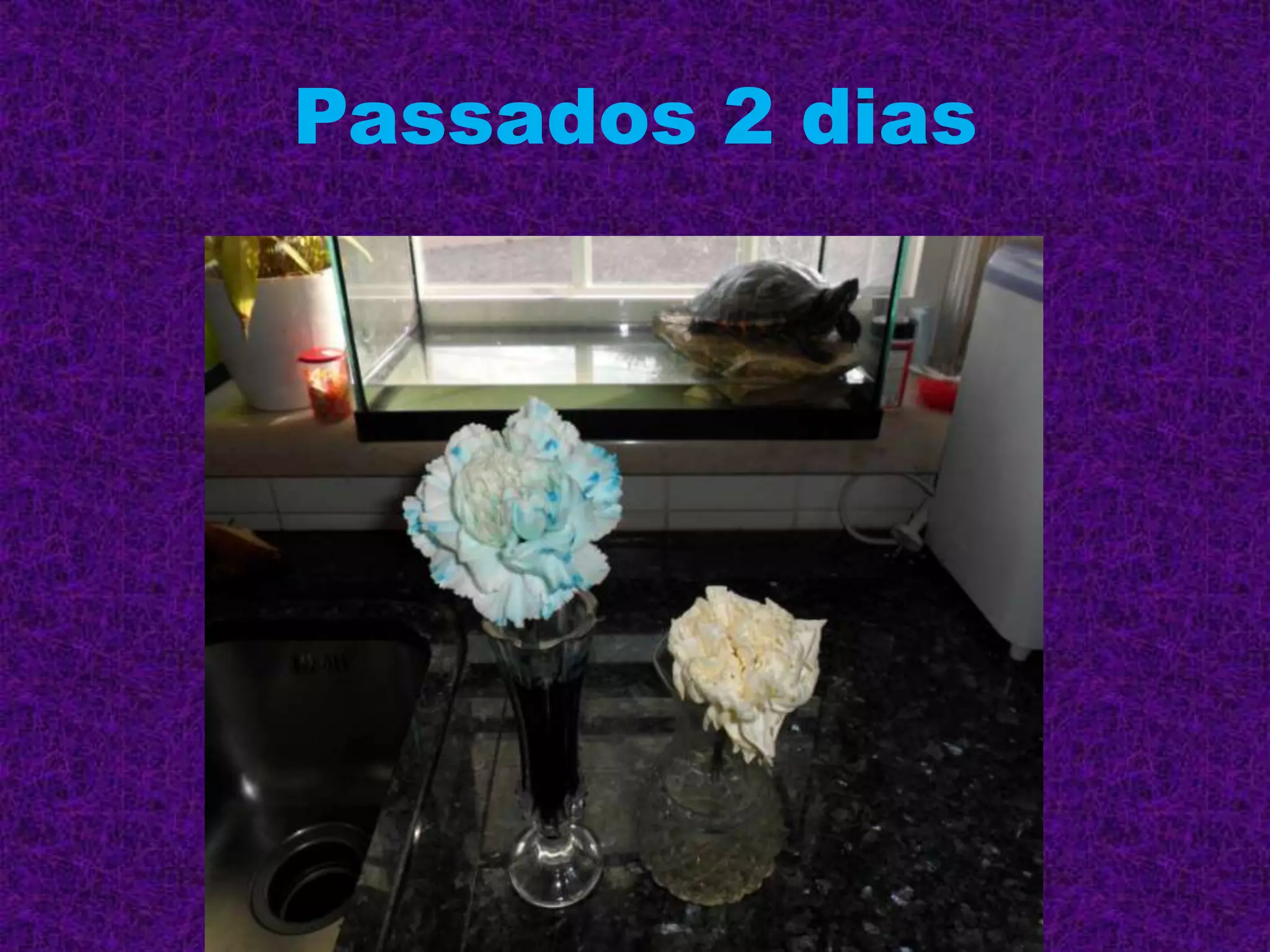 Passados 2 dias