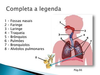 1 – Fossas nasais
2 – Faringe
3 – Laringe
4 – Traqueia
5 – Brônquios
6 – Pulmões
7 – Bronquíolos
8 – Alvéolos pulmonares
8
Pág.66
 