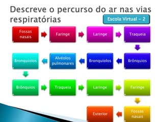 Fossas
nasais
Faringe Laringe Traqueia
BrônquiosBronquíolos
Alvéolos
pulmonares
Bronquíolos
Brônquios Traqueia Laringe Faringe
Fossas
nasais
Exterior
Escola Virtual - 2
 