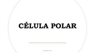 CÉLULA POLAR
www.jografia.com
 