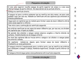 Pequena circulação Grande circulação A B C D E F G H I J L O sangue arterial segue pelas veias pulmonares até à aurícula esquerda. O sangue arterial é impulsionado para a artéria aorta, que se ramifica em artérias que conduzem o sangue à cabeça, membros superiores, coração e parte inferior do corpo. Os capilares  reúnem-se, depois, para formar vasos de maior diâmetro e finalmente as veias pulmonares. Ao nível dos capilares dão-se trocas entre o sangue e as células e o sangue passa de arterial a venoso. Na parede dos alvéolos o sangue venoso absorve oxigénio e liberta dióxido de carbono, transformando-se em sangue arterial. As artérias ramificam-se em vasos de menor diâmetro que, por sua vez, se dividem em capilares que irrigam os órgãos. Tem início com a contracção do ventrículo esquerdo. Segue para os capilares que se reúnem para formar vasos de maior diâmetro até às veias cavas superior e inferior. O sangue vai para a artéria pulmonar que se ramifica em dois ramos, um para cada pulmão e que, por sua vez, também se ramificam até aos capilares que envolvem os alvéolos pulmonares. Começa no ventrículo direito. A veia cava superior recolhe sangue da parte superior do corpo e a veia cava inferior sangue da parte inferior. As duas abrem-se na aurícula direita. 