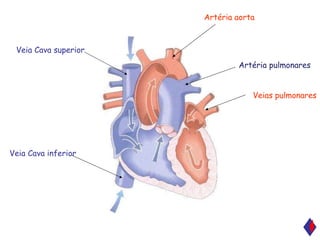 Veia Cava superior Veia Cava inferior Artéria aorta Veias pulmonares Artéria pulmonares 
