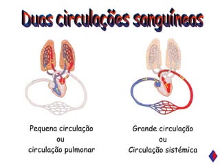 circulações sanguíneas Grande circulação ou Circulação sistémica Pequena circulação ou  circulação pulmonar Duas 