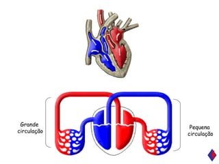A B Pequena circulação Grande  circulação 