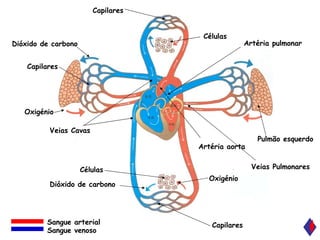 Capilares Oxigénio Células Dióxido de carbono Capilares Oxigénio Dióxido de carbono Capilares Pulmão esquerdo Células Veias Cavas Artéria pulmonar Artéria aorta Veias Pulmonares Sangue arterial Sangue venoso 