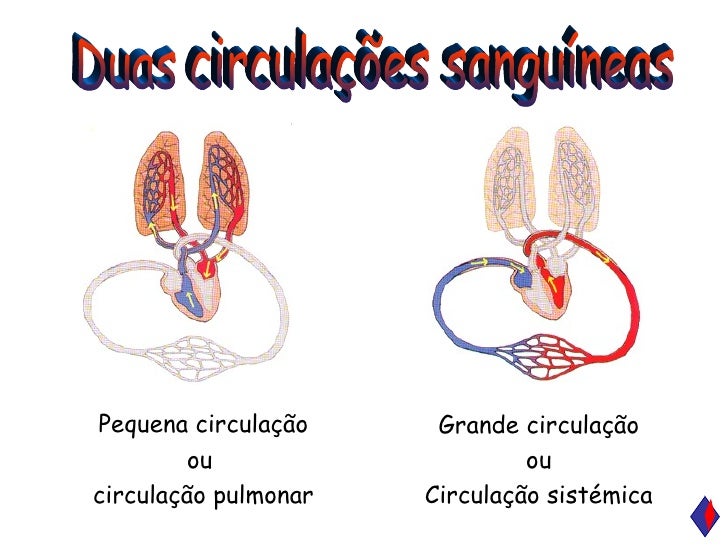 CirculaçãO Sanguinea