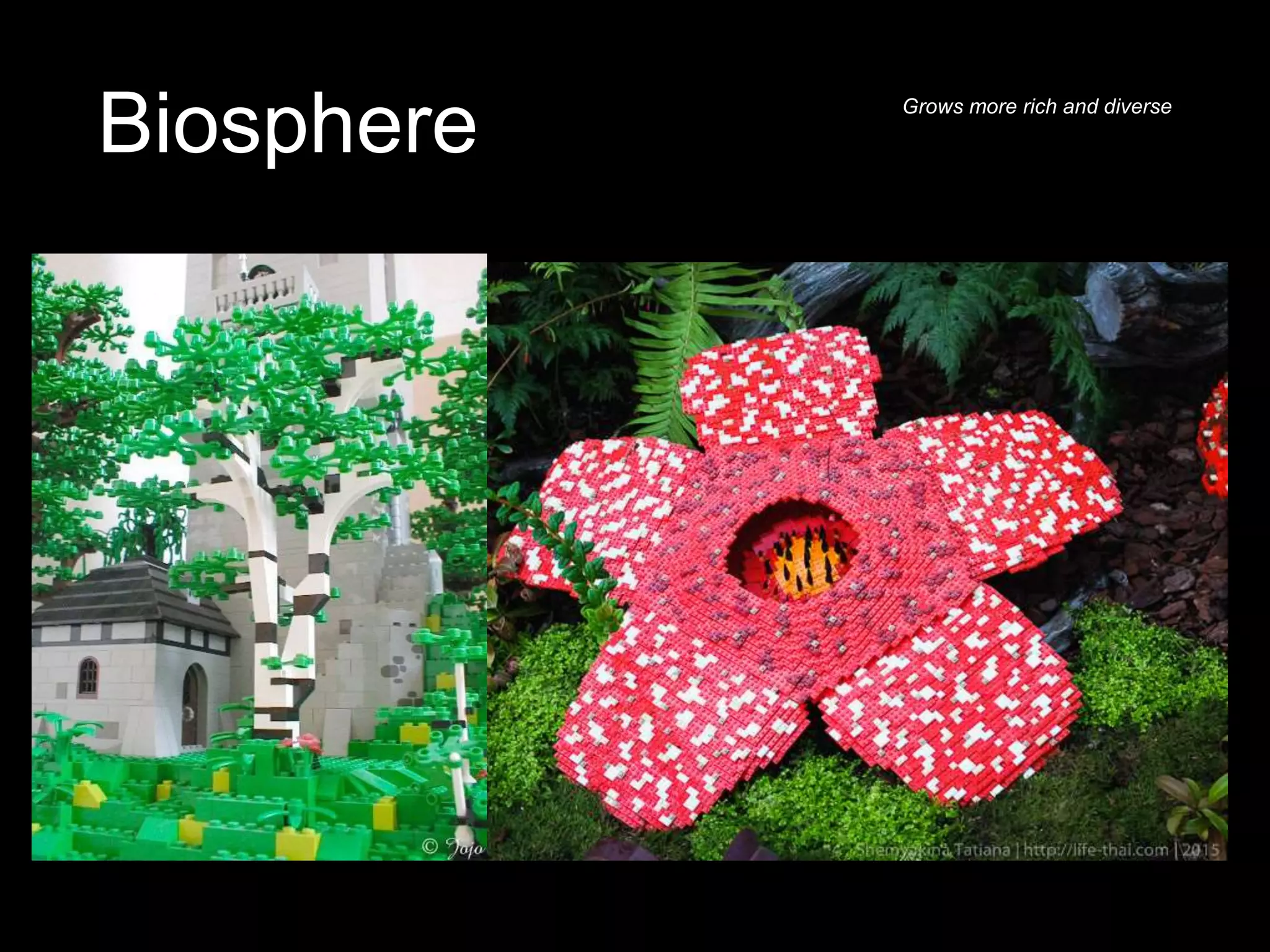 Biosphere Grows more rich and diverse
 