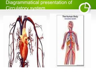 Diagrammatical presentation of
Circulatory system
 