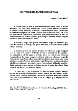 A d t w a do sorgo tem s
e mostrado cama alternativa viável na região
central do Pab. Entretanto, nessa região, existem poucos trabalhos de pesqui-
sa sobra a cultura, obrigando agricultorese mesmo extensionistas ii adaptapo
de técnicas empregadas em outras culturas, marcadamente o milho. 721situa-
ção @e causar uma sktie de problemas, principalmente quando se uata do
controle químico de piantas daninhas, pois o sorgo bastante sensfvel a alguns
herbicidas usados na cultura do milho.
A cultura do sorgo sofre grande concorr6ncia de plantas daninhas, que,
alkm de afetarem a produção de grãos, dificultam consideravelmente outras
práticas culturais.
O controle quimim de plantas daninhas na cultura de sorgo forrageiro
p i e ser feito com o uso de herbicidas à haw de atrazine, em pré-emergen-
cia, ut~ando-se
até. 2,O k m a do princípio ativo, em áreas pouco infessadas
com gramíneas. De modo geral, us herbicidas usadas na cultura do sorgo são
eficientes no controle de folhas largas (dicoiiledbneas), com pouca a@o sobre
gramíneas anuais. O uso de graminicidasespecificas, como as cloruacetamidas
(alachlor, R eiolachb
r e acetochlor) ou as dinitraanfinas (UifIuralin, pendime-
thalin) acarreta, quase sempre, reduflcs severas do stand da cultura. Esses
produtos n%o devem, portanto, ser usados,
Por outro lado, o uso de atrazine em pós-emergencia precoce, mistura-
do com um bleo vegeml (fomuiaçáopronta) ou com um 6leo minem1 (h@
em mistura UG ianque), possibilita o controle de gramíneas anuais em estádios
anteriores ao perfilliamento, na dose de 2,O a 2,8 kgha @.a), dependendo do
tipo de solo,
-
'hg.-
Agr., M.Sc EMRRAPNCenlm Nacional de Pesquiss dc Milho e S
o
w (CNPMS). Çrita
Poslal 151, CF,P 35700 Seie lagoas, Mb.
 