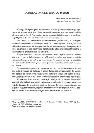 DOENÇAS DA C U L , m DO SORGO
O sorgo forrageiro pode ser infeçtado por um grande número de patbge-
nos,cuja intensidade e severidade variam de ano para ano e de uma localida-
de para outra. Isto 6 função do grau de compatibilidade entre o hospedeiro,
s pat6geno e da ação do ambiente sobre essa asociação.
No Brasil a antracnose (CoUetotrichum gramlnjcolri), a fesrugem
(Puccinh purpurea) e o v
í
m do mosaico da canade-açúcar (SCMV) siio con-
sideradas, atualmente as doenças mais importantes do sorgo forrageiro, devi-
da & severidade c sua o c o ~ n c i a
generalirada, afetando significativamente a
qualidade c a produtividade da forragem.
Dependendo das condiçócs cdaf=ocIirn~~fcas
da região dc çulrivo, outms
doenças, corno a helmhtosporiosc (Hrlrninrhosporium turcicurn), o rnfldia
(Peronosclerospora sorghi), a cercosptiose (Ce~c~spora
mtghi
) e a podridão
do colmo (Macrnphomina phascoluia) poderio conqrituir problemas para cs-
sa cultura.
V
a
i
r
i
a
s medidas podem ser utilimdas para o controle das doenças de sor-
go, mmo a rotação de culturas, o uso de f'ungicidas no tratamento de scrnen-
tes, plantio na 6poca certa, utilkação de sementes sadias sem danos rnecâfii-
cose, principalmente,o plantio de cultRrares resistentesou toleranteshs dnenças.
O produtor deve procurar orientação tecnica para a escolha das cultiva-
res mais adaptadas h sua região, evitando-sea uttli7açã0 de cultivares susceptf-
veis 3s doenças de ocorrkncia laçat As doenças do sorgo predominantes em
algumas regiõesbrasileiras,segundolevantamentorealvadopelo CNPMS, atra-
ves do Ensaia Nacional de Doenças, são apresentadas na %bela 24.
%ng.- Agr., M.Sc EMBRAPA/entro Nacional de Pequjsa de Milho t Sorgo (CWMS) Chka
Postal 151. CEP 35700 Sete Lagpas, MG
2~ng.-
Agr., Ph.L)., EMBRAPAJCNPMS.
 