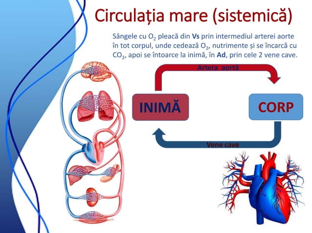 Circulatia sangelui | PPT