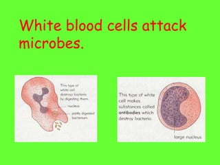 White blood cells attack microbes. 