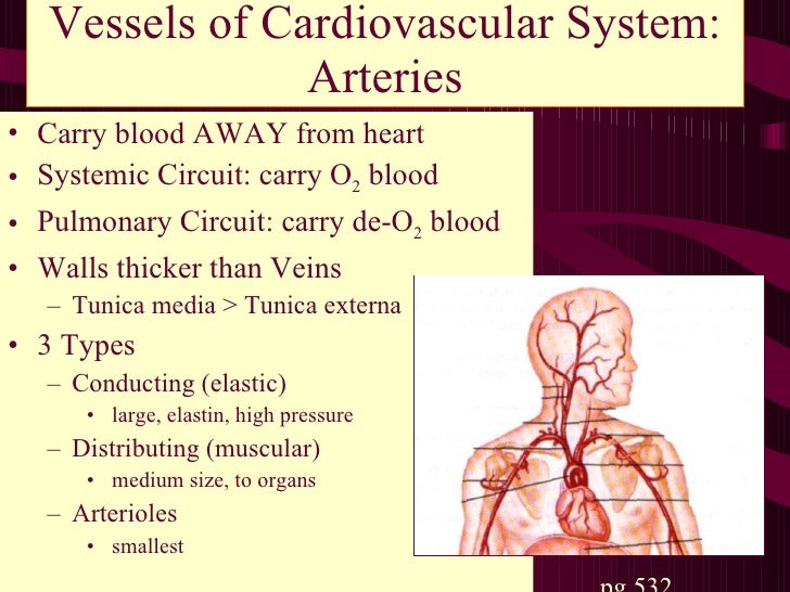 Circulation