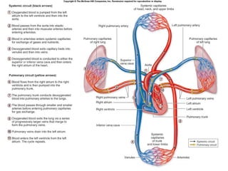Circulation | PPT