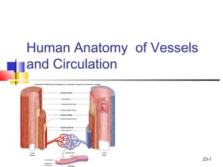 23-1
Human Anatomy of Vessels
and Circulation
 