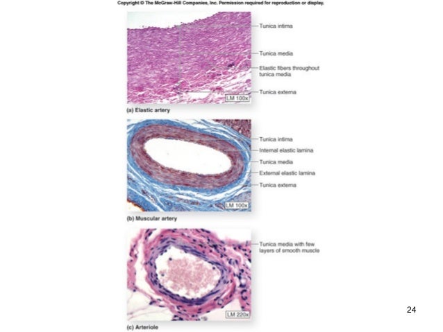 Circulation