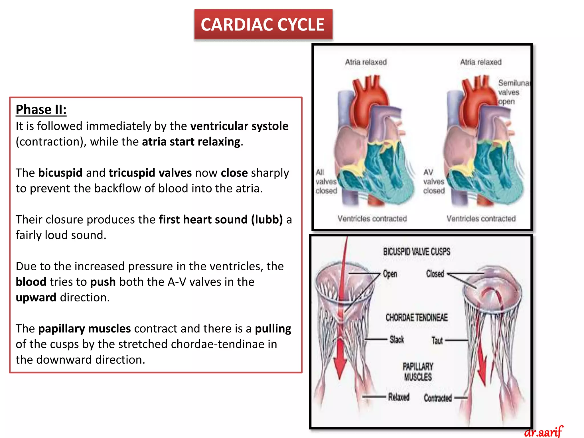 Circulation Biology Diagrams