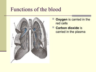 Red Cell Function Circulation.ppt.. blood circulation..... | PPT