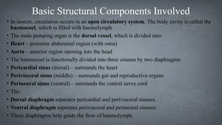 Aorta Insect CIRCULATION.pptx.... Rd futfjyrhutdhyffr | PPTX