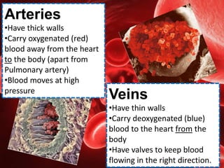 Heart and Blood Circulation in the Human Systemppt | PPT