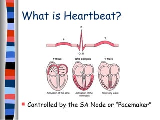What is Heartbeat?
 Controlled by the SA Node or “Pacemaker”
 