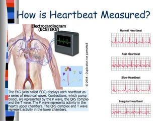 How is Heartbeat Measured?
 