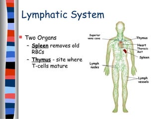 Lymphatic System
 Two Organs
– Spleen removes old
RBCs
– Thymus - site where
T-cells mature
Superior
vena cava
Lymph
nodes
Thymus
Heart
Thoracic
duct
Spleen
Lymph
vessels
 
