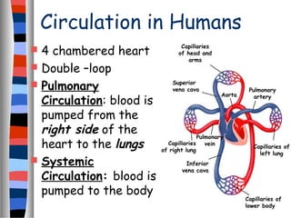 Circulation in Humans
j
Capillaries
of head and
arms
Pulmonary
arteryAorta
Superior
vena cava
Inferior
vena cava
Pulmonary
veinCapillaries
of right lung
Capillaries of
left lung
Capillaries of
lower body
 4 chambered heart
 Double –loop
 Pulmonary
Circulation: blood is
pumped from the
right side of the
heart to the lungs
 Systemic
Circulation: blood is
pumped to the body
 