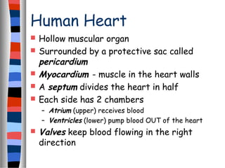 Human Heart
 Hollow muscular organ
 Surrounded by a protective sac called
pericardium
 Myocardium - muscle in the heart walls
 A septum divides the heart in half
 Each side has 2 chambers
– Atrium (upper) receives blood
– Ventricles (lower) pump blood OUT of the heart
 Valves keep blood flowing in the right
direction
 