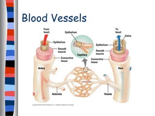 Blood Vessels
 