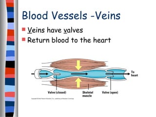 Blood Vessels -Veins
 Veins have valves
 Return blood to the heart
 