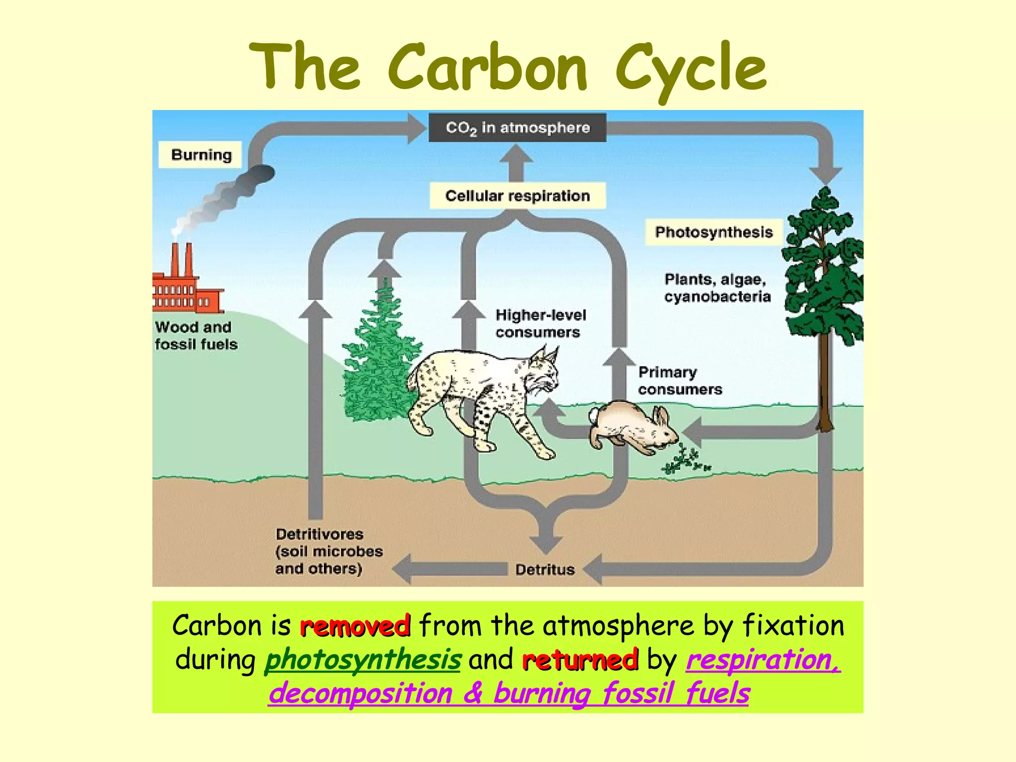 The Carbon Cycle Carbon is  removed  from the atmosphere by fixation during  photosynthesis  and  returned  by  respiration, decomposition & burning fossil fuels 