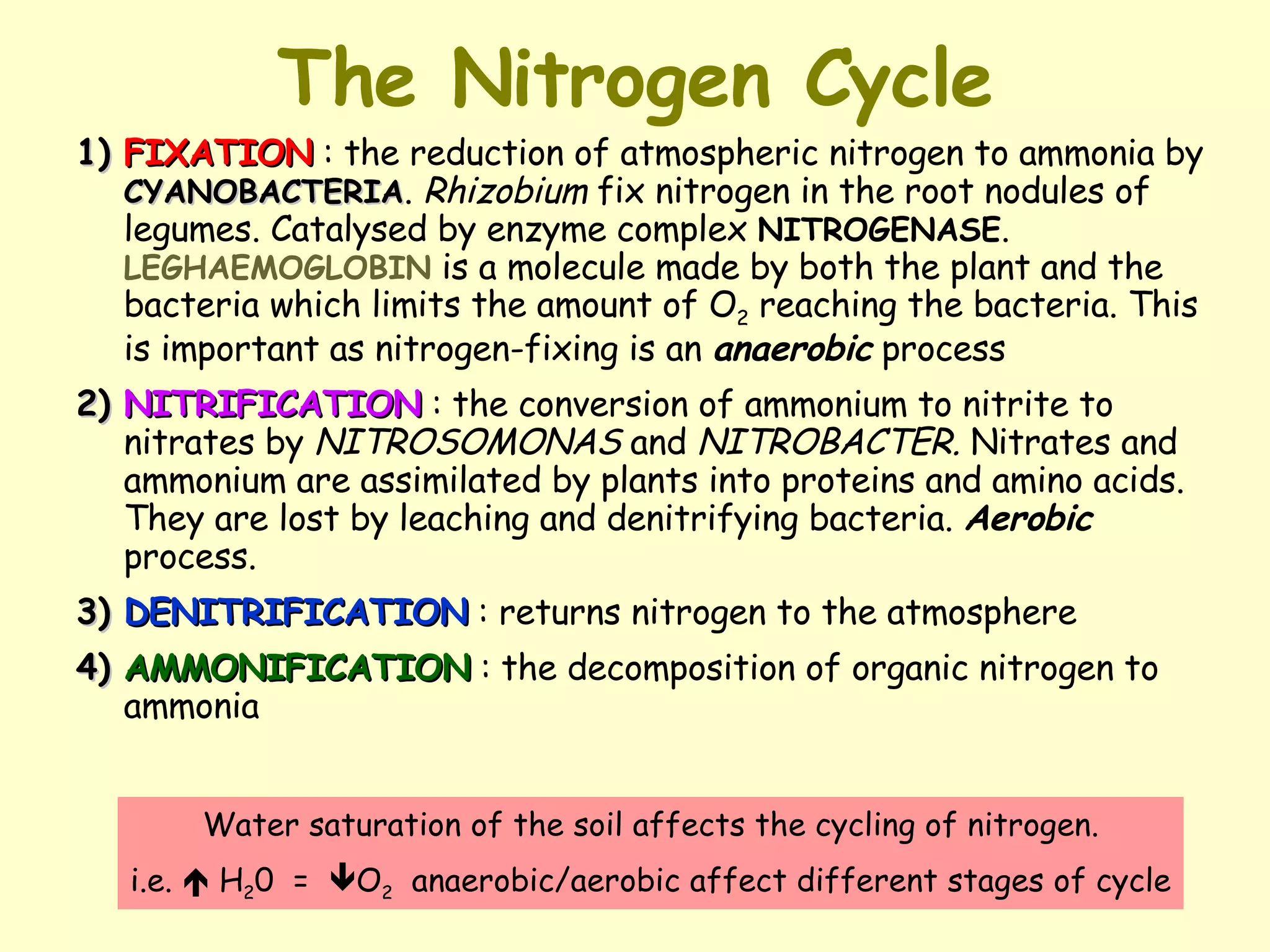 The Nitrogen Cycle 1) FIXATION  : the reduction of atmospheric nitrogen to ammonia by  CYANOBACTERIA .  Rhizobium  fix nitrogen in the root nodules of legumes. Catalysed by enzyme complex  NITROGENASE .  LEGHAEMOGLOBIN  is a molecule made by both the plant and the bacteria which limits the amount of O 2  reaching the bacteria. This is important as nitrogen-fixing is an  anaerobic  process 2) NITRIFICATION  : the conversion of ammonium to nitrite to nitrates by  NITROSOMONAS  and  NITROBACTER.  Nitrates and ammonium are assimilated by plants into proteins and amino acids. They are lost by leaching and denitrifying bacteria.  Aerobic  process. 3) DENITRIFICATION   : returns nitrogen to the atmosphere 4) AMMONIFICATION  : the decomposition of organic nitrogen to ammonia  Water saturation of the soil affects the cycling of nitrogen. i.e.    H 2 0  =   O 2   anaerobic/aerobic affect different stages of cycle 