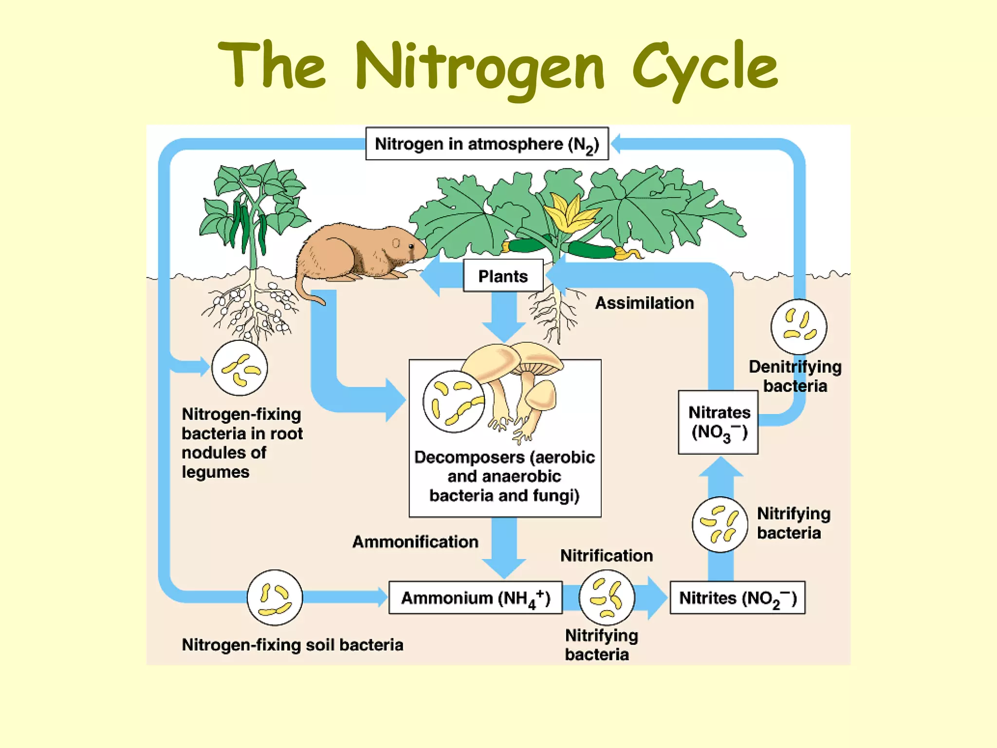 The Nitrogen Cycle 