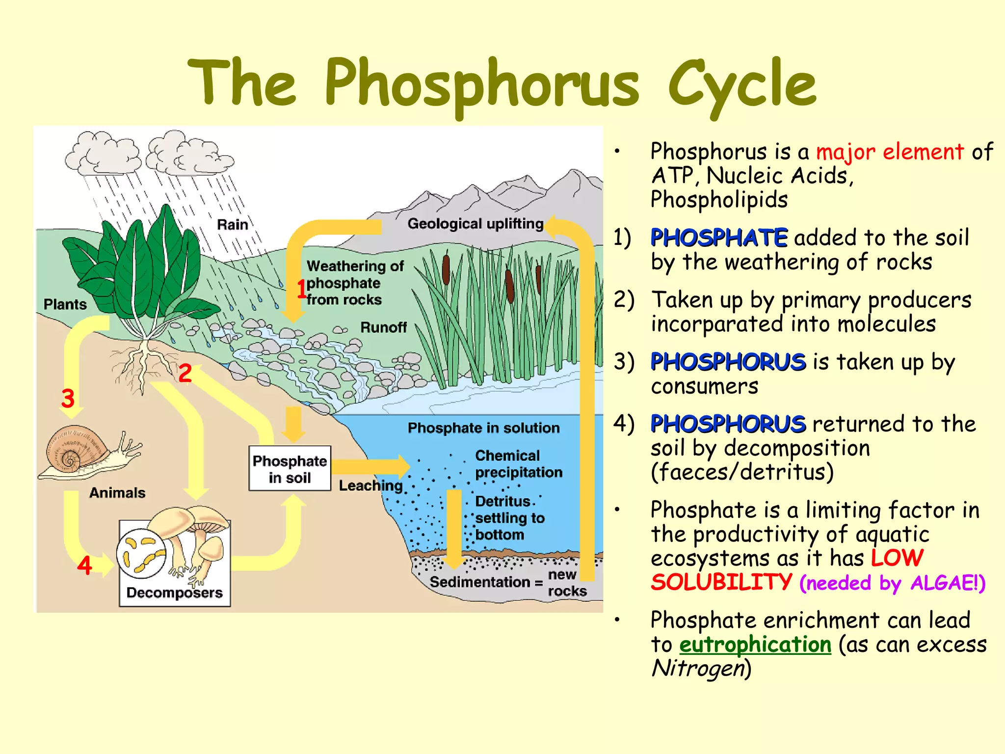 The Phosphorus Cycle Phosphorus is a  major element  of ATP, Nucleic Acids, Phospholipids 1) PHOSPHATE  added to the soil by the weathering of rocks  2) Taken up by primary producers incorparated into molecules 3) PHOSPHORUS  is taken up by consumers 4) PHOSPHORUS  returned to the soil by decomposition (faeces/detritus) Phosphate is a limiting factor in the productivity of aquatic ecosystems as it has  LOW   SOLUBILITY   (needed by ALGAE!) Phosphate enrichment can lead to  eutrophication  (as can excess  Nitrogen )  1 2 3 4 