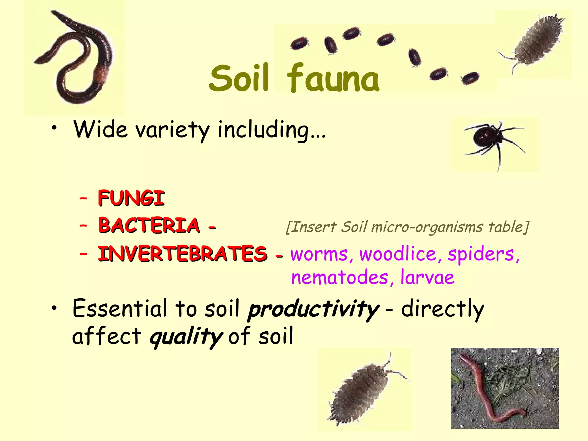 Soil fauna Wide variety including … FUNGI BACTERIA  -  [Insert Soil micro-organisms table] INVERTEBRATES  -   worms, woodlice, spiders,   nematodes, larvae Essential to soil  productivity  - directly affect  quality  of soil 
